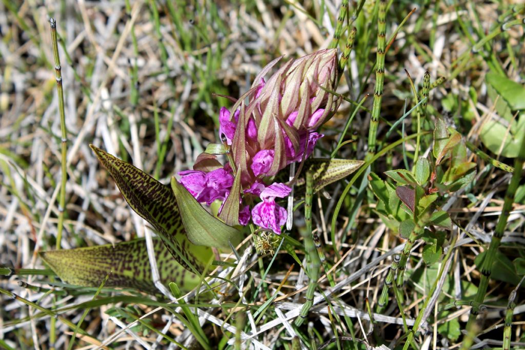 Dactylorhiza majalis?
